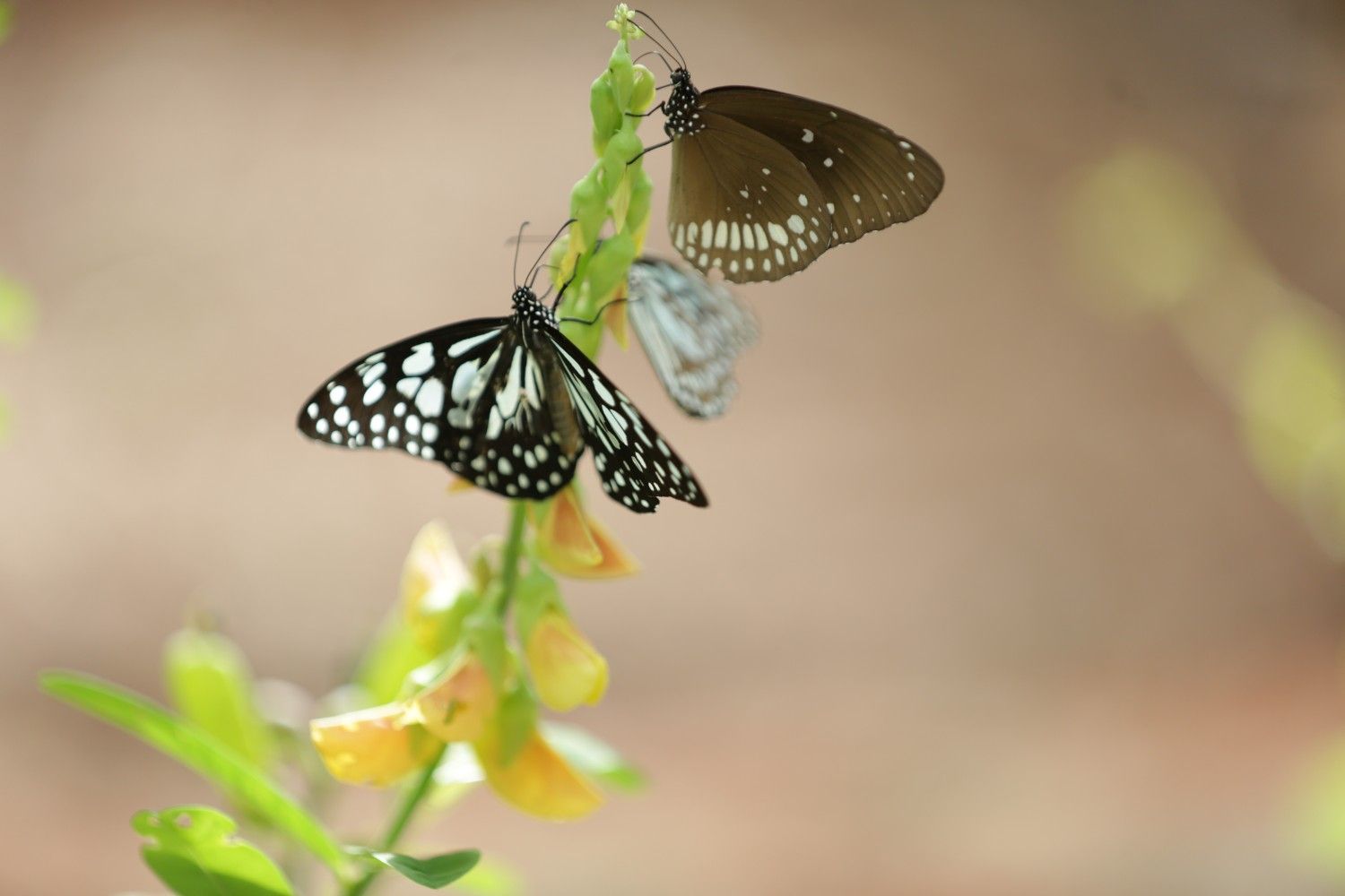 Butterflies in the sanctuary